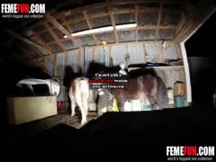 In order to really enjoy horse sex, a bitch fucks a horse on a concealed camera.